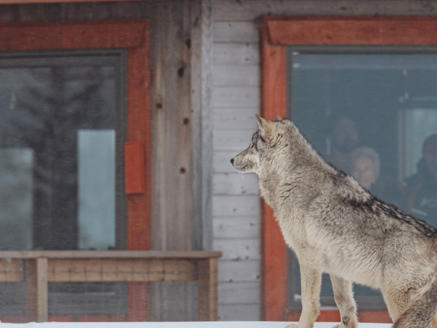 Canada wolven