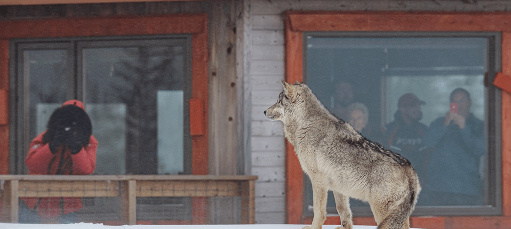 Canada wolven