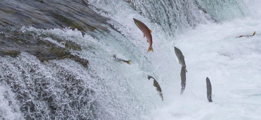 Katmai National Park, Grizzly beren in Brooks Falls