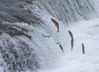 Katmai National Park, Grizzly beren in Brooks Falls