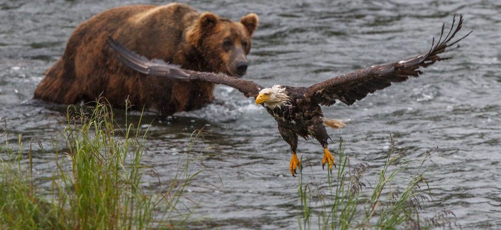 Katmai National Park