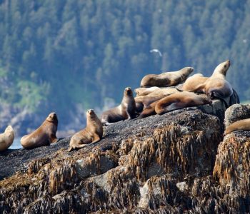 Kenai Fjords National Park