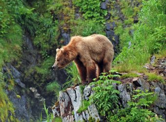 Kodiak Island