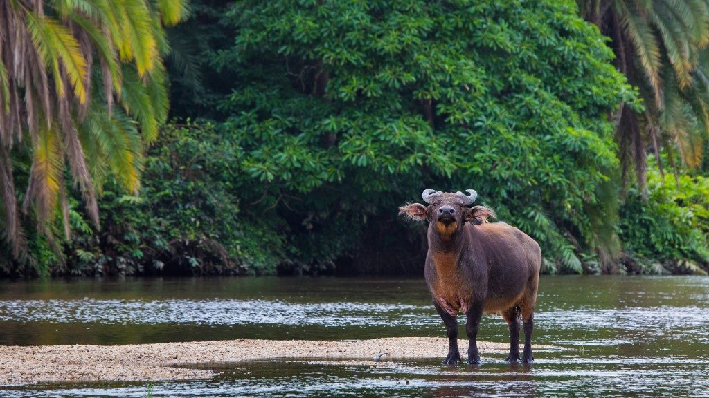 Odzala National Park Sundowner Wildlife Holidays