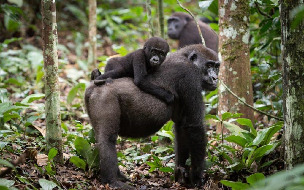 odzala laagland gorilla