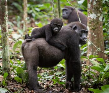 Odzala Gorilla trekking
