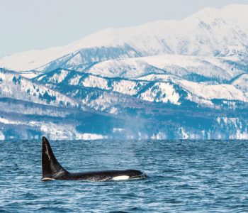 Orka - Shutterstock Orka spotten, Wildlife reizen in Europa