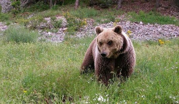 Abruzzen National Park, Italië