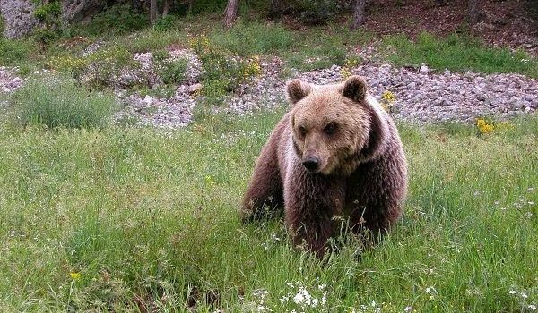 Abruzzen National Park, Italië