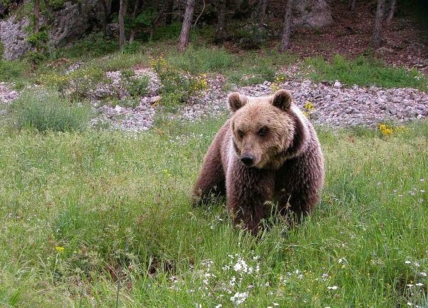 Abruzzen National Park, Italië