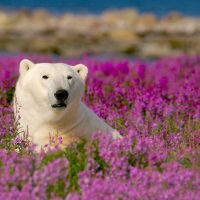 natuurreizen, IJsberen vogels belugas