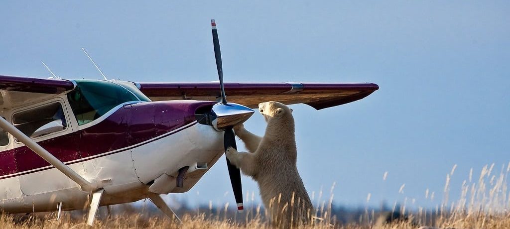 Wildlife Canada, Fly in safari reizen, bestemming