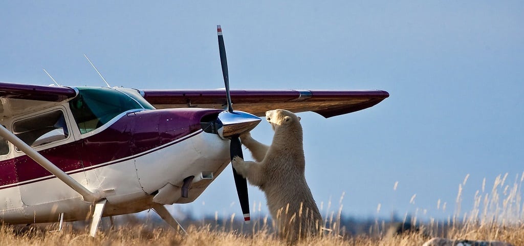 Wildlife Canada, Fly in safari reizen, bestemming