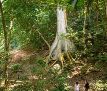 Wandelen, Principe