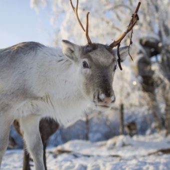 reindeer
