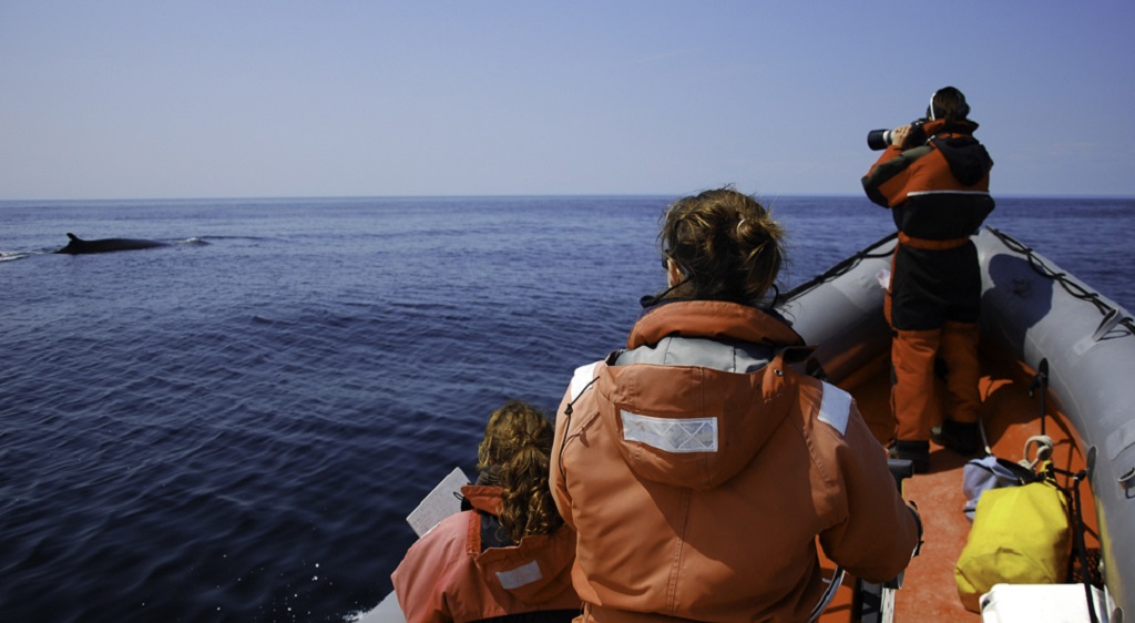 Walvissen onderzoeksreis Canades noordkust