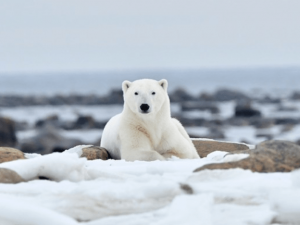 ijsberen vogels en belugas, Ijsberen fotoreis Nanuk Polarbear Lodge