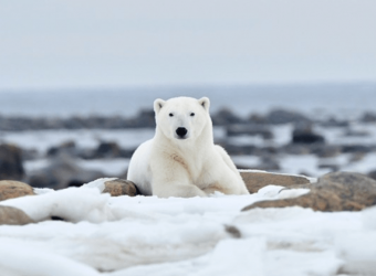 ijsberen vogels en belugas, Ijsberen fotoreis Nanuk Polarbear Lodge