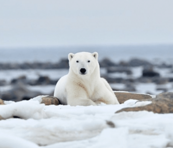 ijsberen vogels en belugas, Ijsberen fotoreis Nanuk Polarbear Lodge