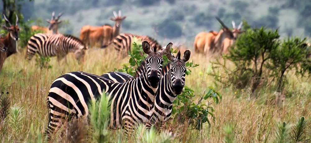 Zebra, Akagera, Rwanda, Afrika - Shutterstock Rwanda