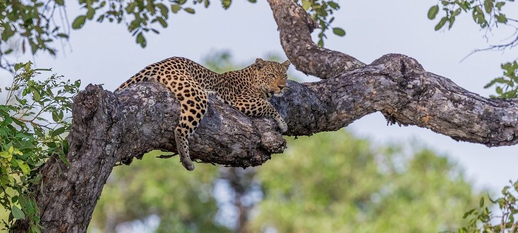 Big Five Safari Tanzania, Grote katten spotten