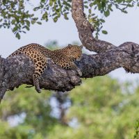 Big Five Safari Tanzania, luipaard, Grote katten spotten