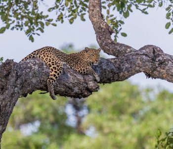 Big Five Safari Tanzania, luipaard, Grote katten spotten