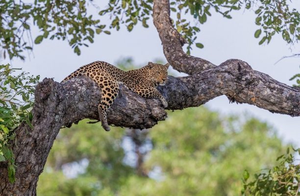 Big Five Safari Tanzania, Grote katten spotten