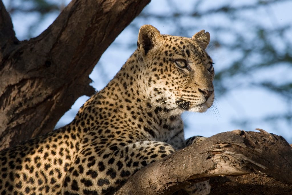 Luipaard, Samburu National Park, Kenia - Shutterstock Luipaard in een boom