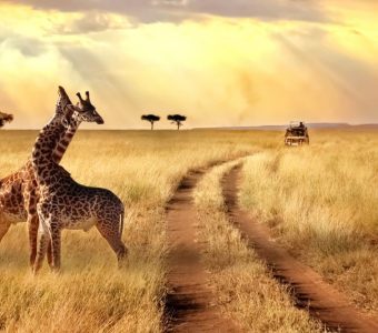 Giraf, Game drive Kenia & Tanzania - Shutterstock Rondreis Kenia, Tanzania en Zanzibar via Isebania