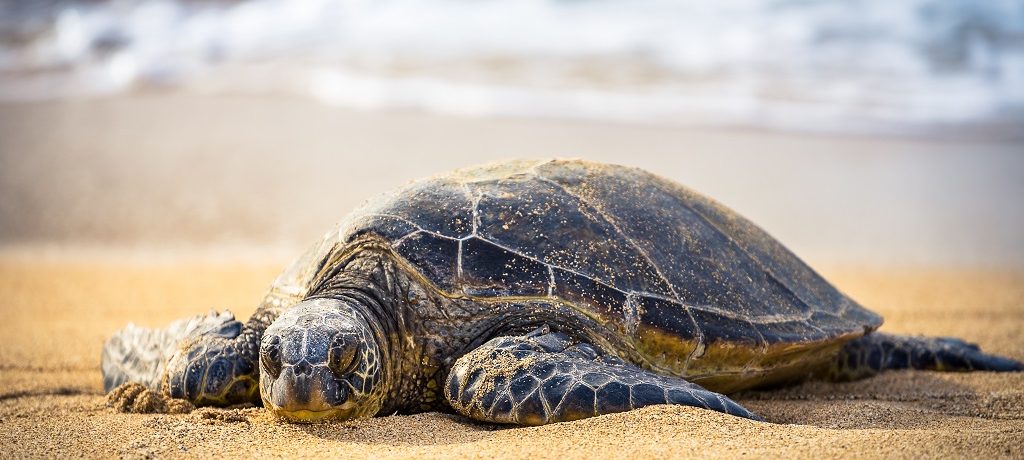Zeeschildpad, Comoren - Shutterstock