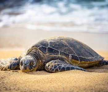 Zeeschildpad, Comoren - Shutterstock