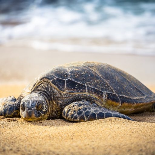 Zeeschildpad, Comoren - Shutterstock