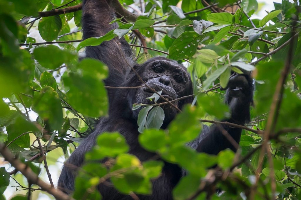 Budongo Forest