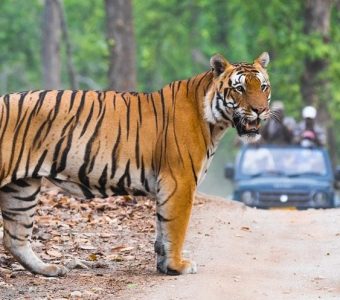 Tijger safari India - Shutterstock Tijgersafari in India Ultieme tijgerreis