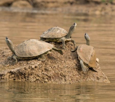 Schildpadden in Chambal River
