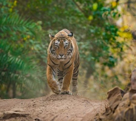 Tijger, Ranthambore, India - Shutterstock