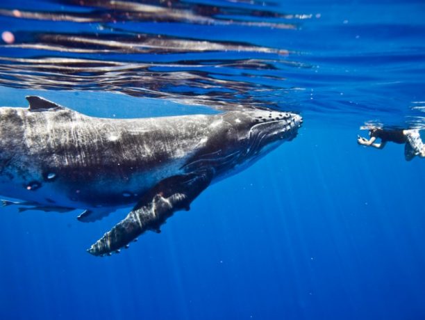 Snorkel, Bultrug walvis, Silver Banks, Dominicaanse Republiek & Comoren - Shutterstock Snorkel vakanties, Walvissen Dominicaanse Republiek