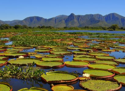 Water lelies, Veel gestelde vragen over Brazilië