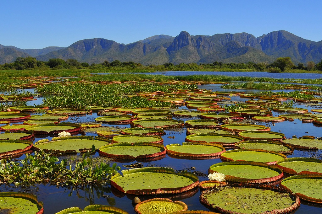 Water lelies, Veel gestelde vragen over Brazilië