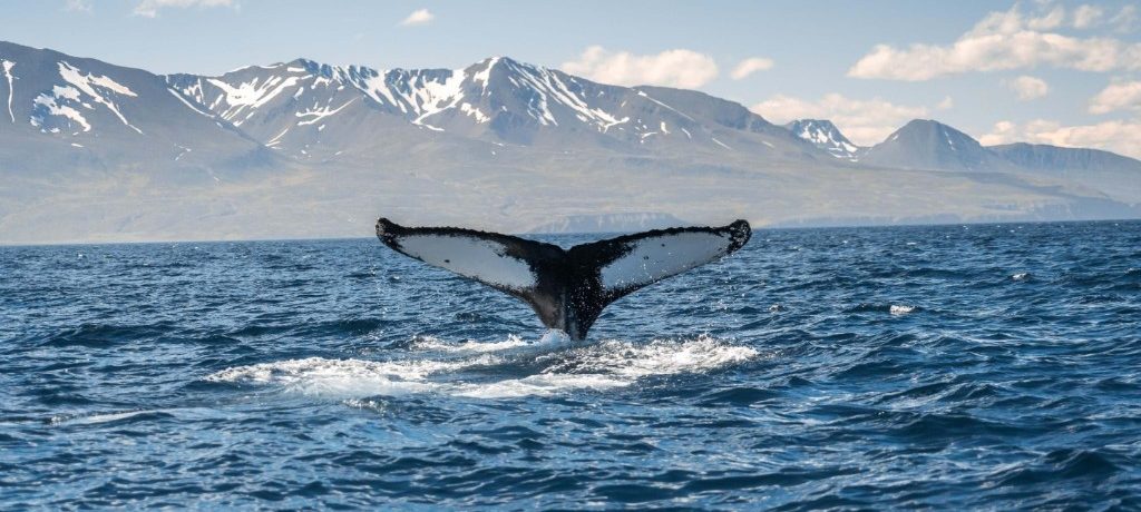 Walvis, Holmavik, Westfjorden, IJsland - Shutterstock Bultrugwalvis spotten