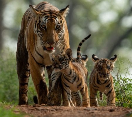 Tijger, Kanha, India - Shutterstock
