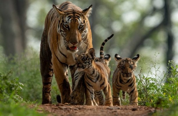 Tijger, Kanha, India - Shutterstock