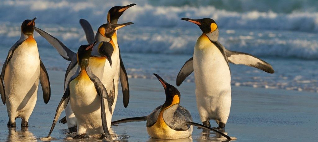 Falkland Islands