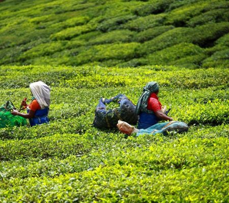 Thee plantage Munnar, Kerala, India - Shutterstock Thee plantage Munnar