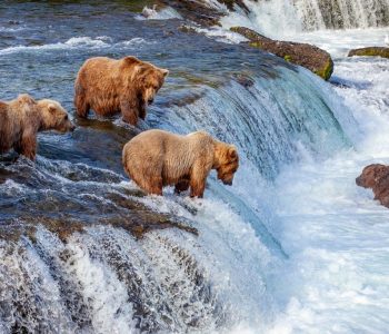 Grizzly Zalm Camada - Shutterstock Beste tijd voor Alaska, beren spotten in Alaska, Wildlife Canada