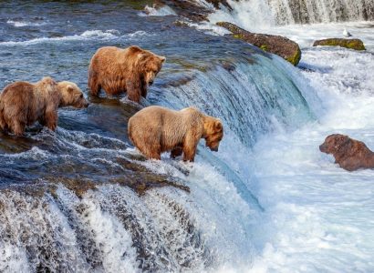 Beste tijd voor Alaska, beren spotten in Alaska, Wildlife Canada
