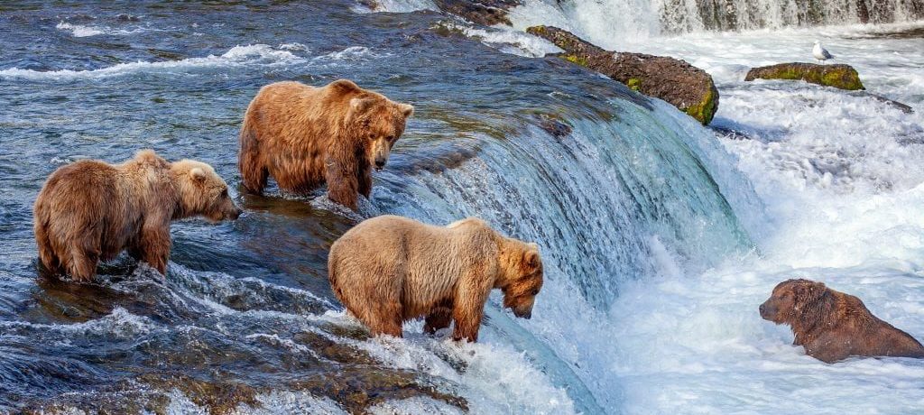 Beste tijd voor Alaska, beren spotten in Alaska, Wildlife Canada