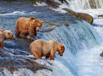Beste tijd voor Alaska, beren spotten in Alaska, Wildlife Canada