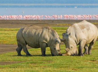 Lake Nakuru